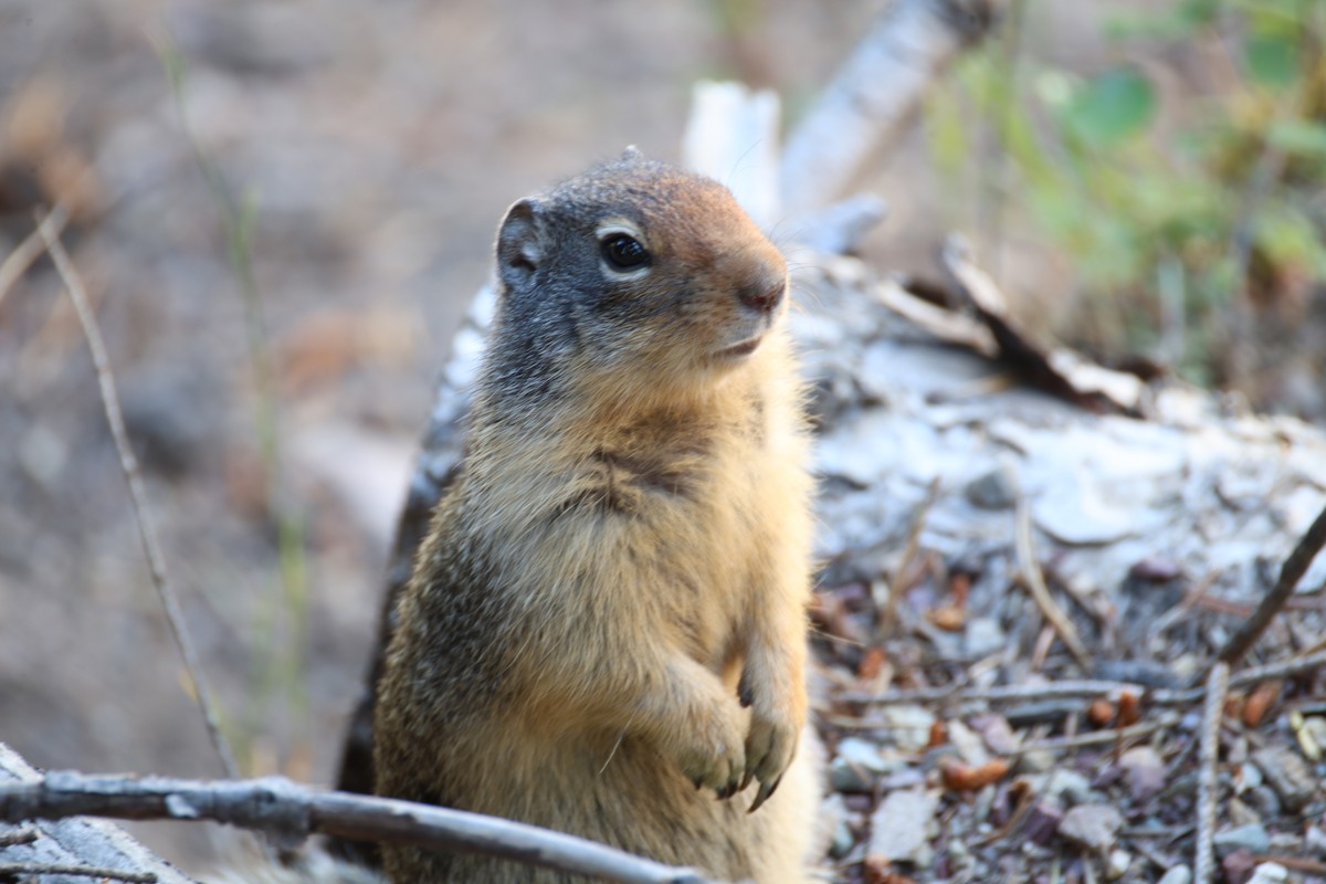 Columbian Ground Squirrel - ML645948835