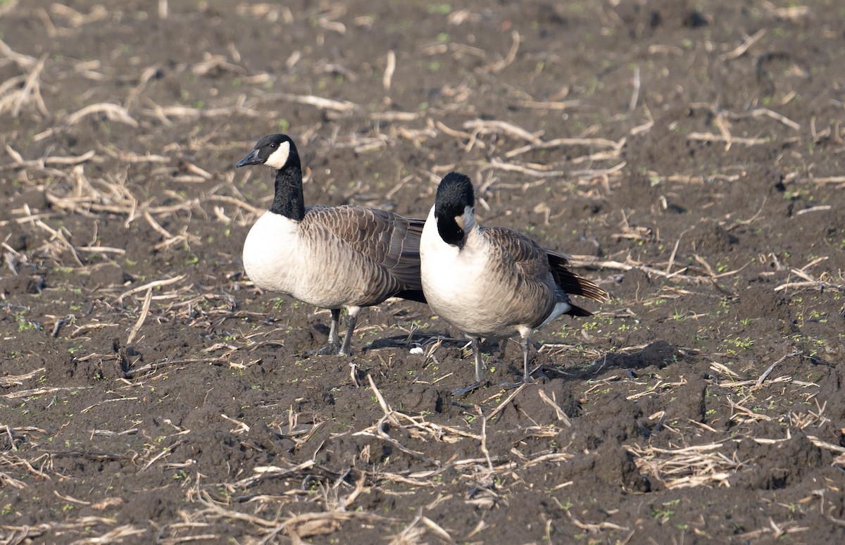 Canada Goose - ML645948836