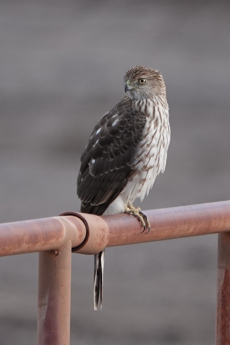 Cooper's Hawk - ML645948837