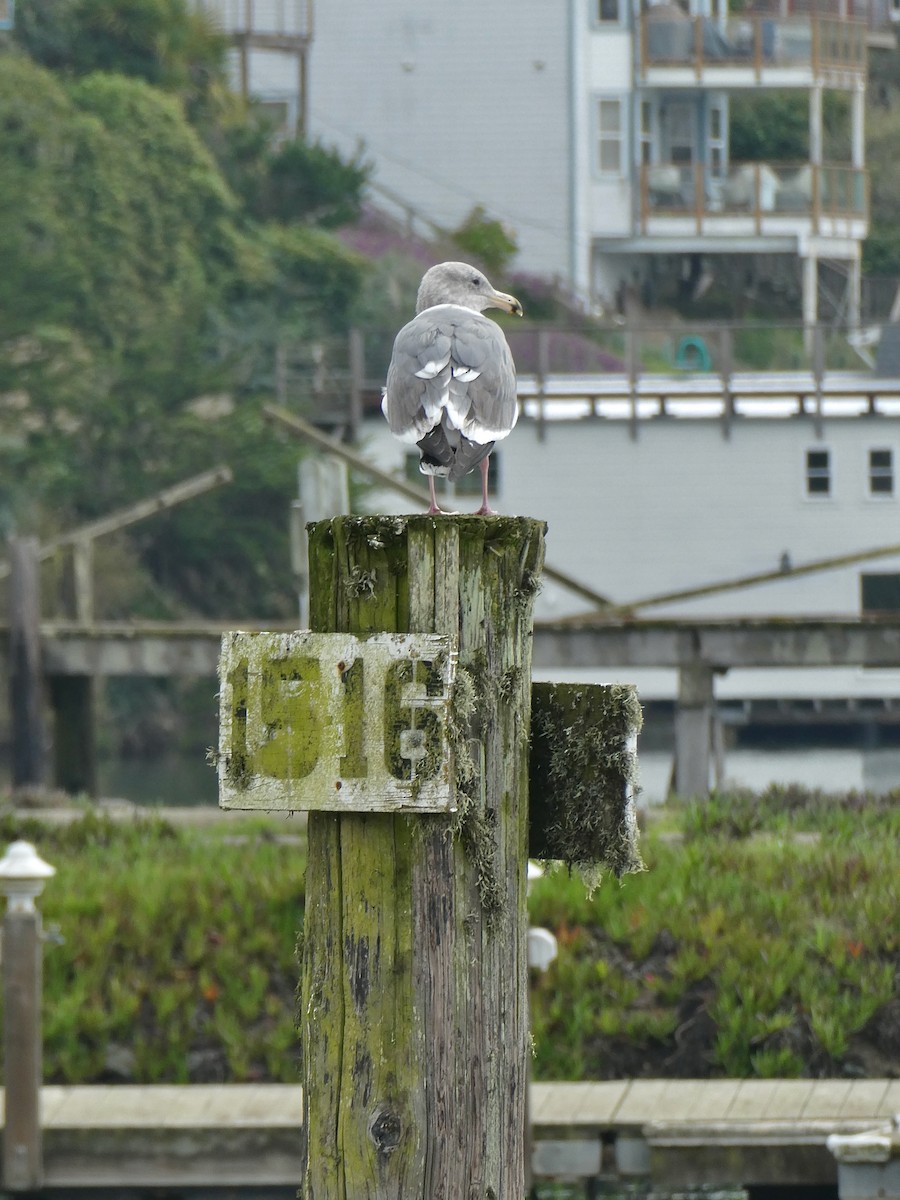 Western x Glaucous-winged Gull (hybrid) - ML645948842