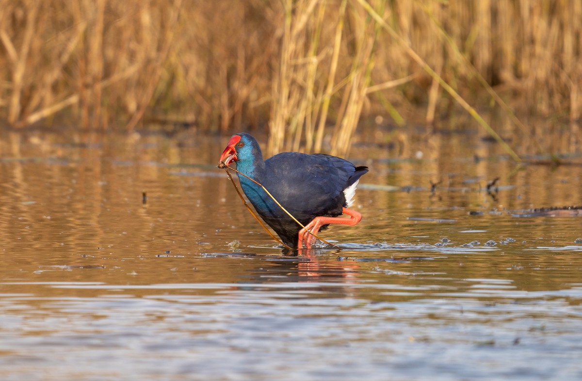 Western Swamphen - ML645948849
