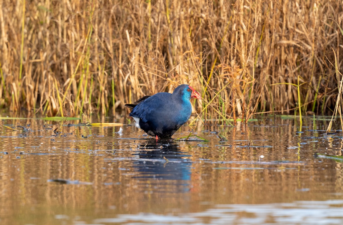 Western Swamphen - ML645948850