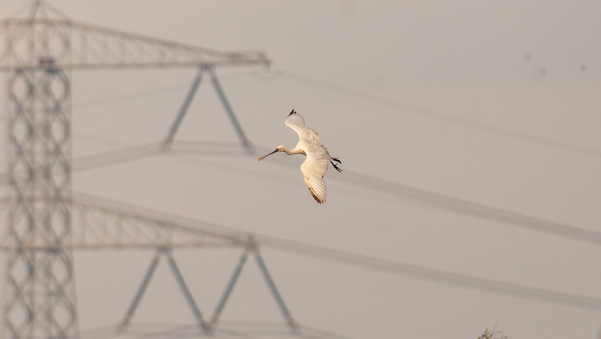 Eurasian Spoonbill - ML645948860