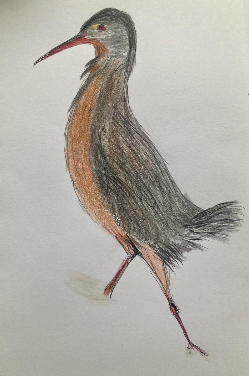 Uroilanda virginiarra - ML645948861