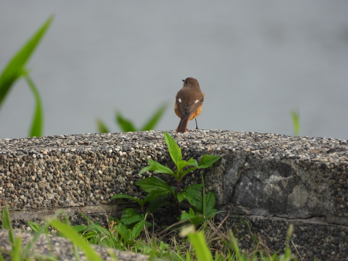 חכלילית סיבירית - ML645948872