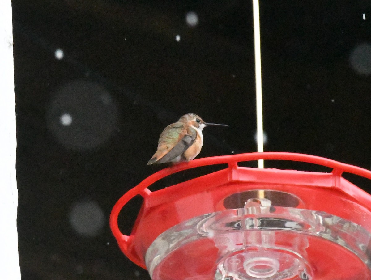 Rufous Hummingbird - ML645948913