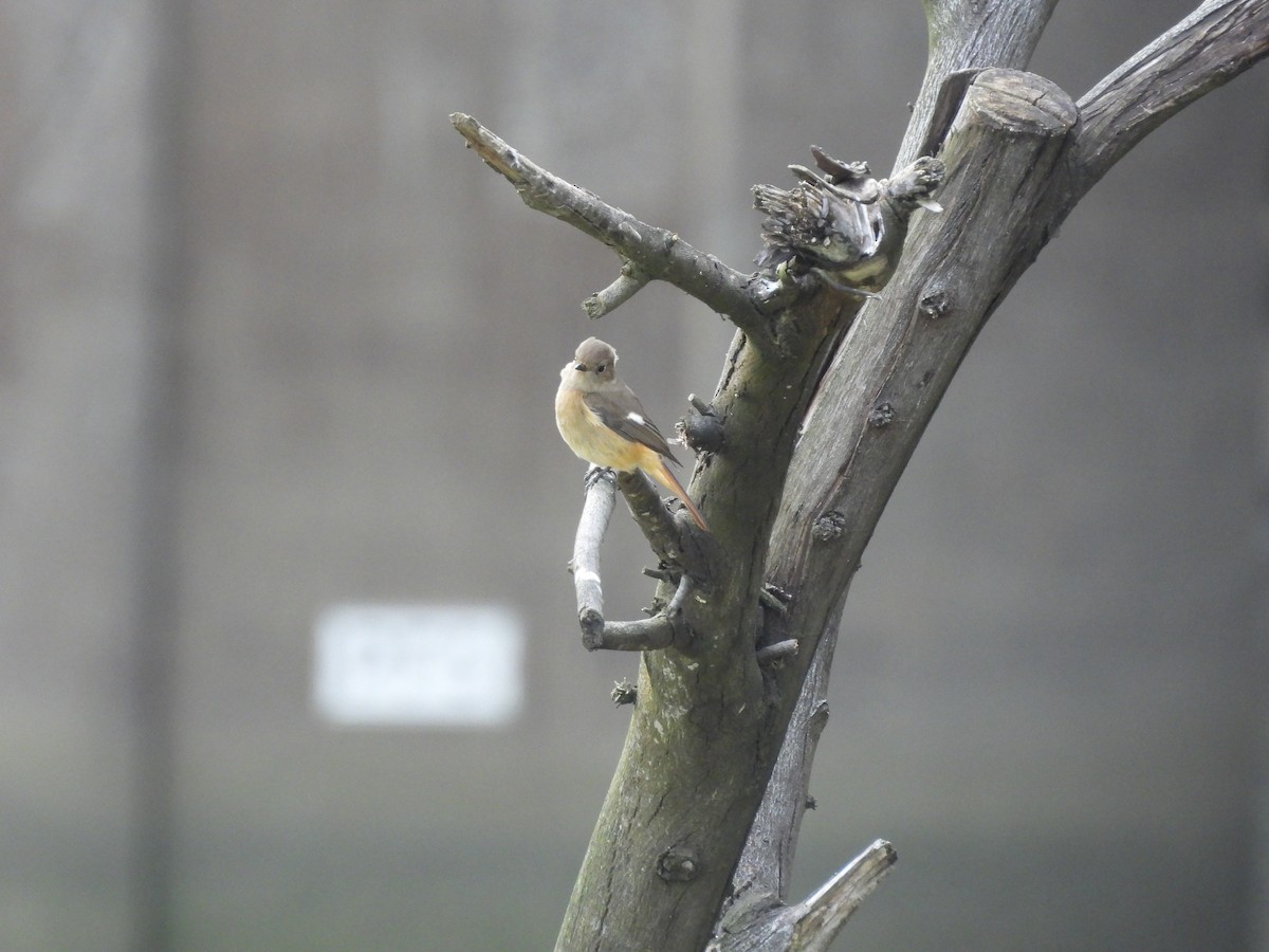 חכלילית סיבירית - ML645948916
