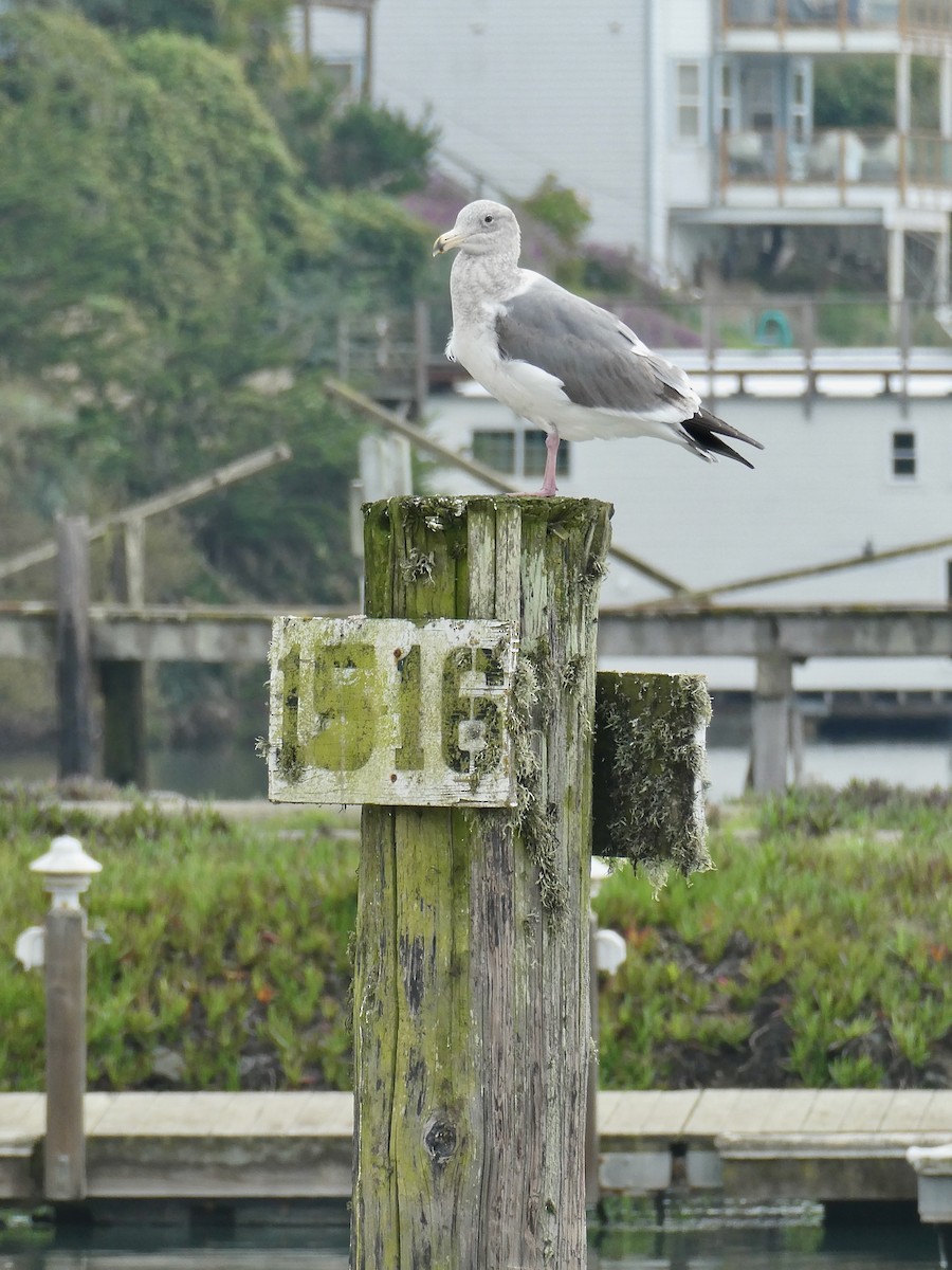Western x Glaucous-winged Gull (hybrid) - ML645948921