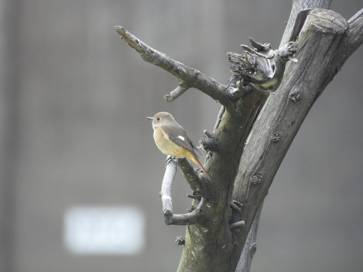 חכלילית סיבירית - ML645948922