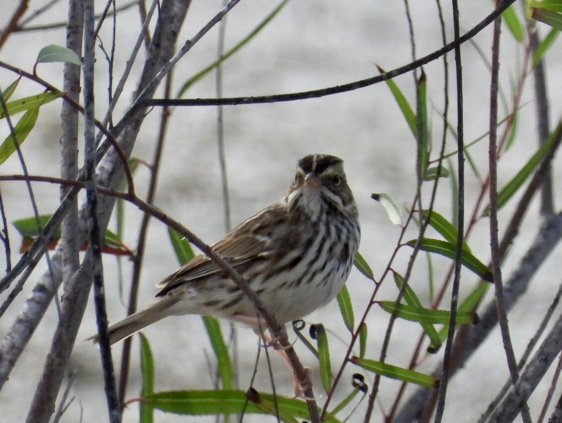 Savannah Sparrow - ML645948928