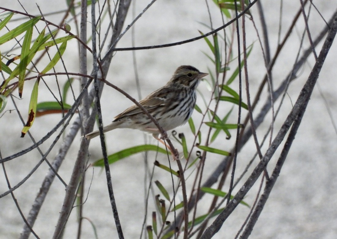 Savannah Sparrow - ML645948929