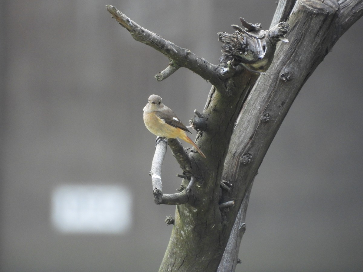 חכלילית סיבירית - ML645948930