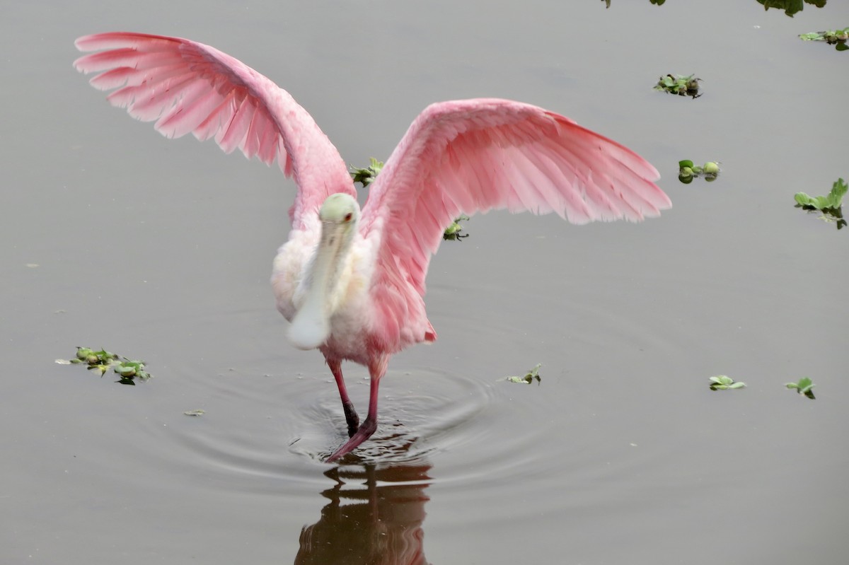 Espátula Rosada - ML645948938