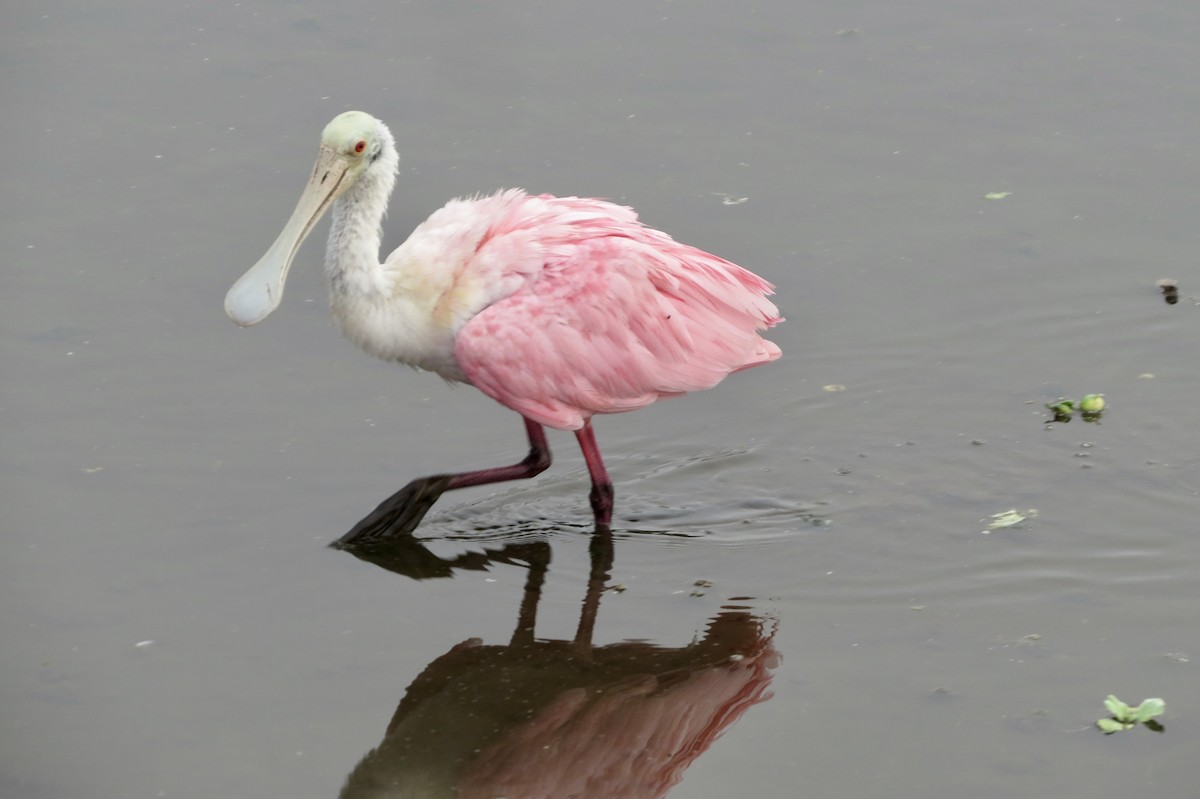 Espátula Rosada - ML645948939