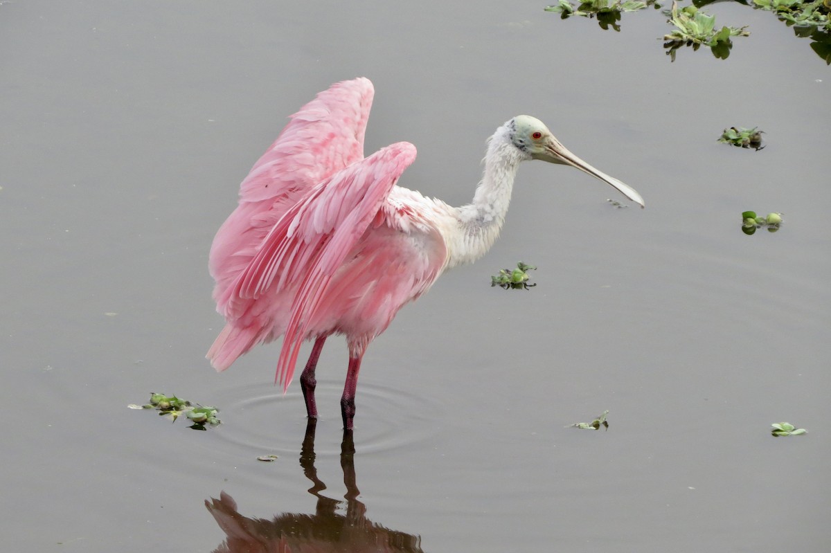Espátula Rosada - ML645948940