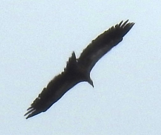 דורס יום בלתי-מזוהה (עקב) - ML645948958