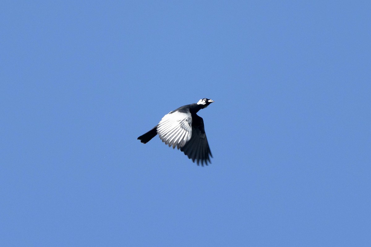 Bare-necked Fruitcrow - ML645948961