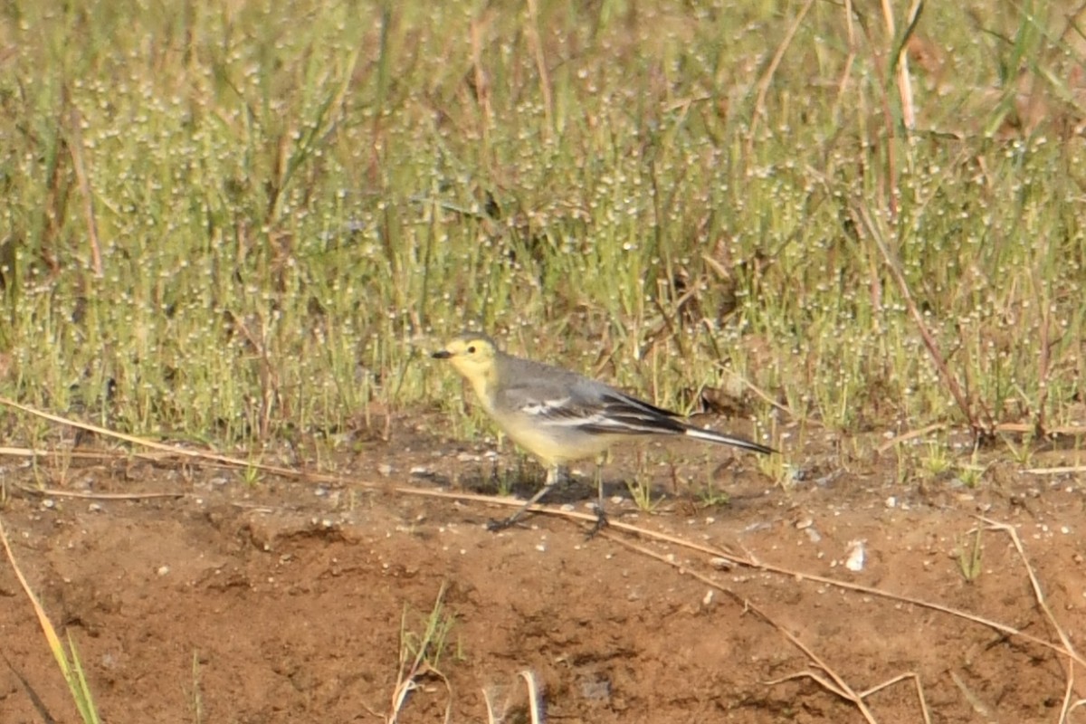Citrine Wagtail - ML645948968