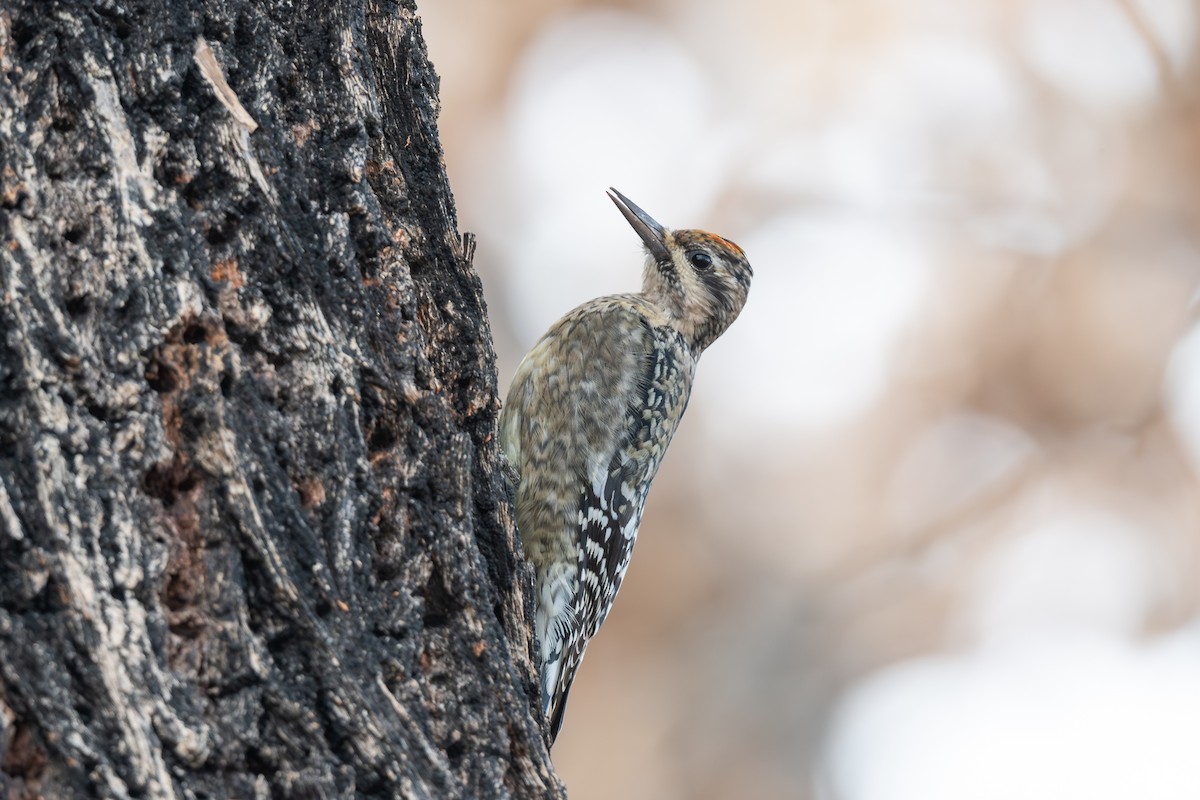 Yellow-bellied Sapsucker - ML645948970