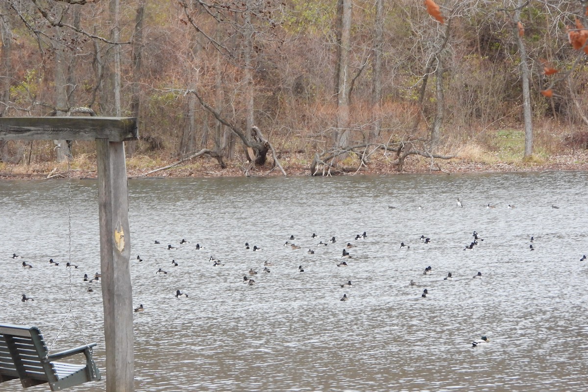 Ring-necked Duck - ML645948971