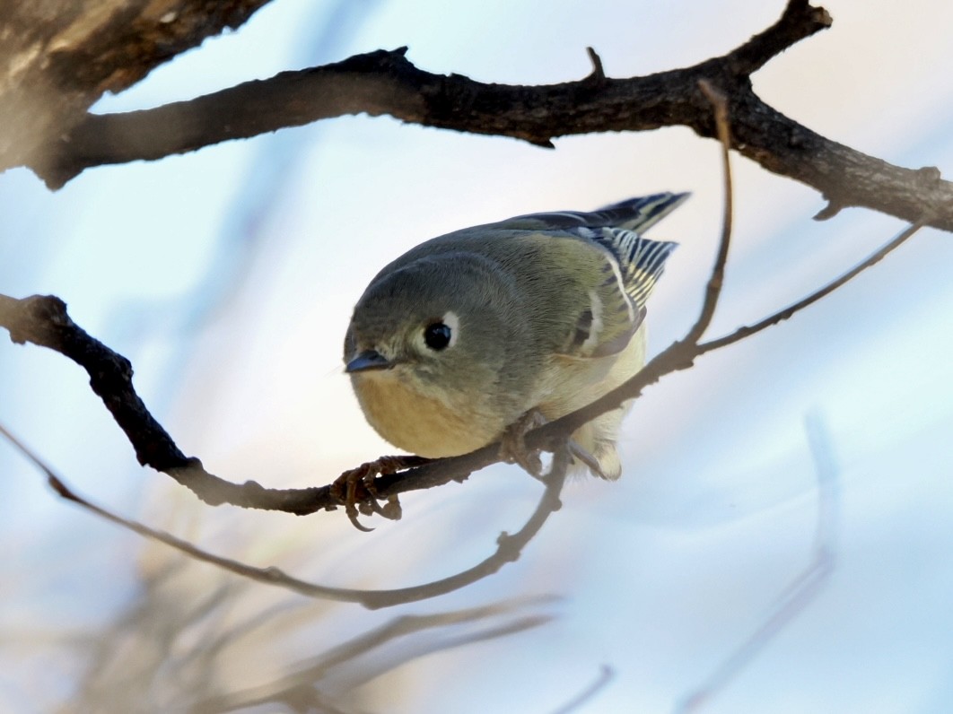 Erregetxo amerikarra - ML645948972