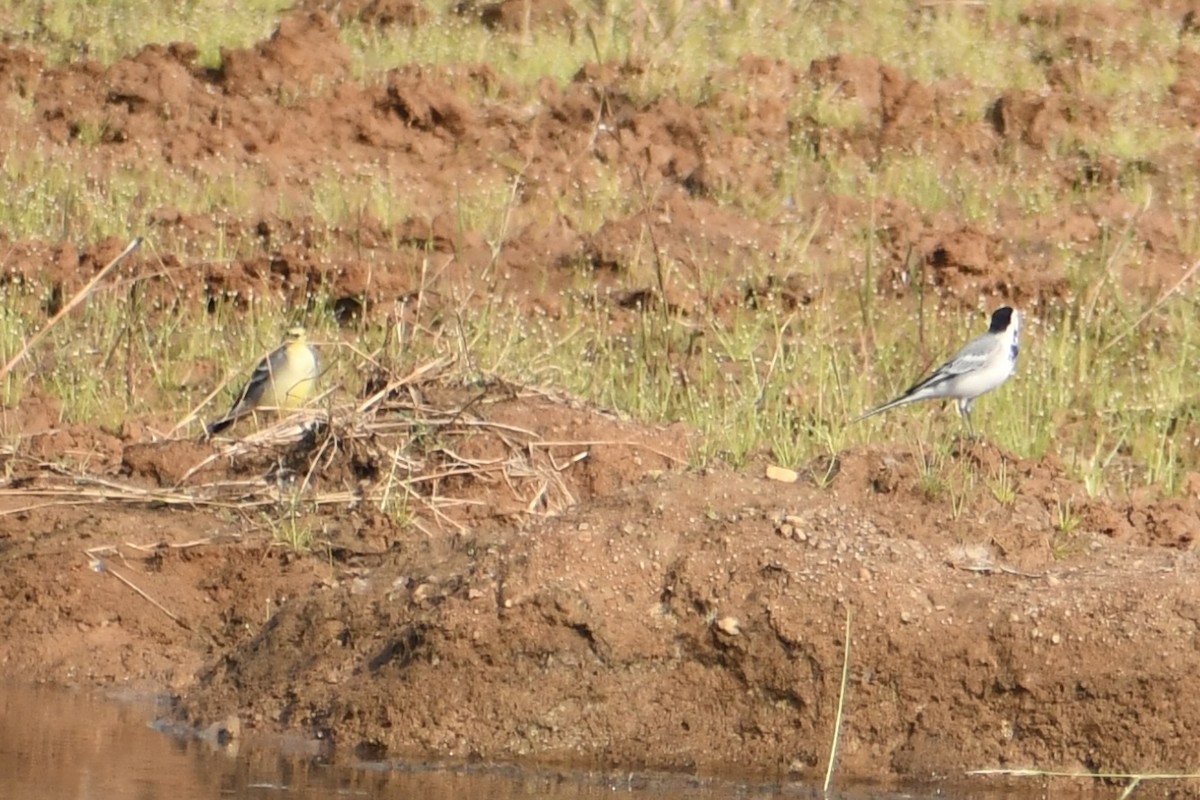 White Wagtail - ML645948977