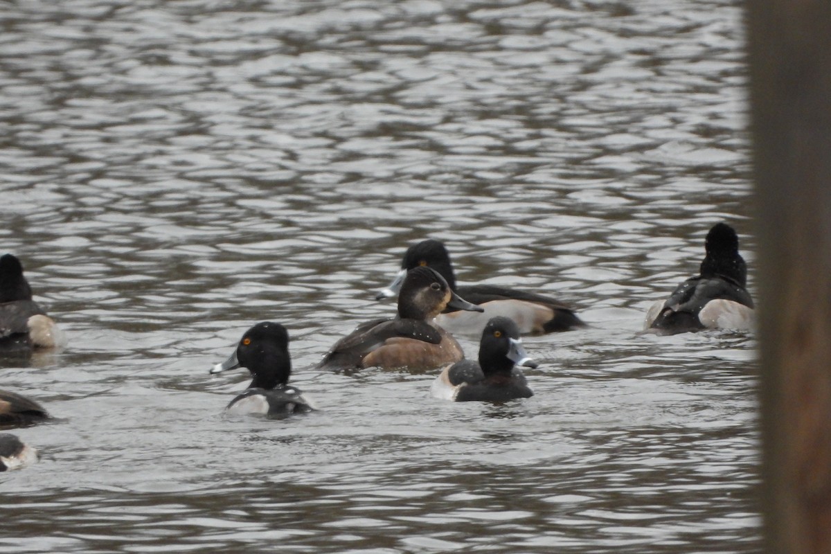 Ring-necked Duck - ML645948978