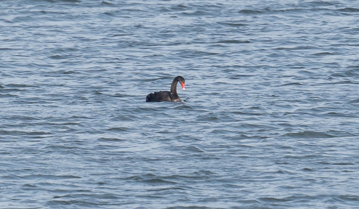 Black Swan - ML645948980