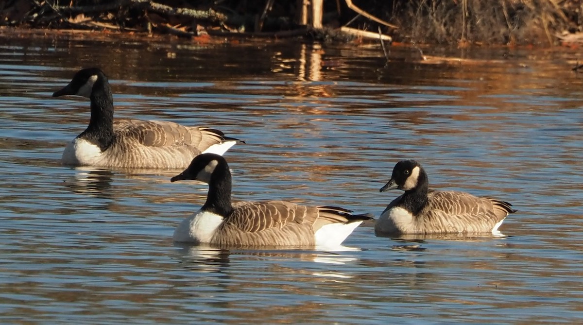 Oca canadese maggiore - ML645948982