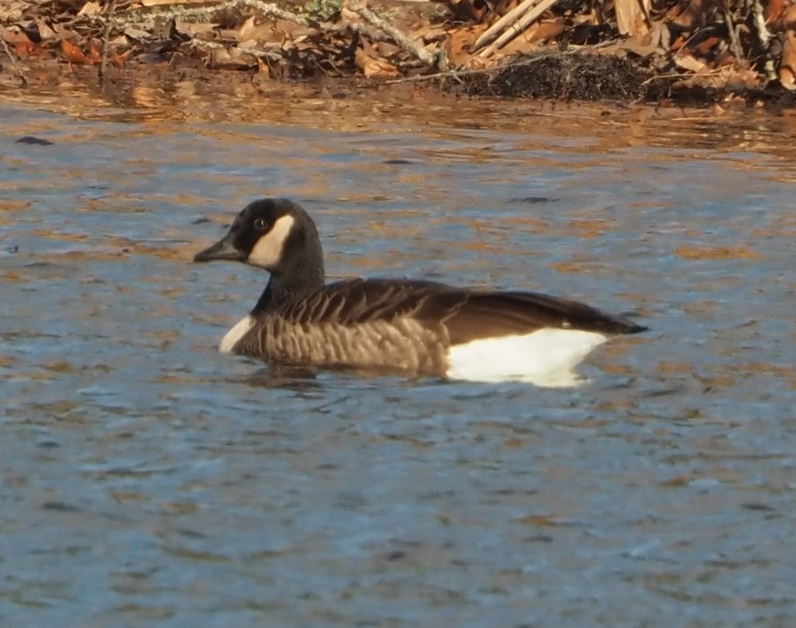 Oca canadese maggiore - ML645948983