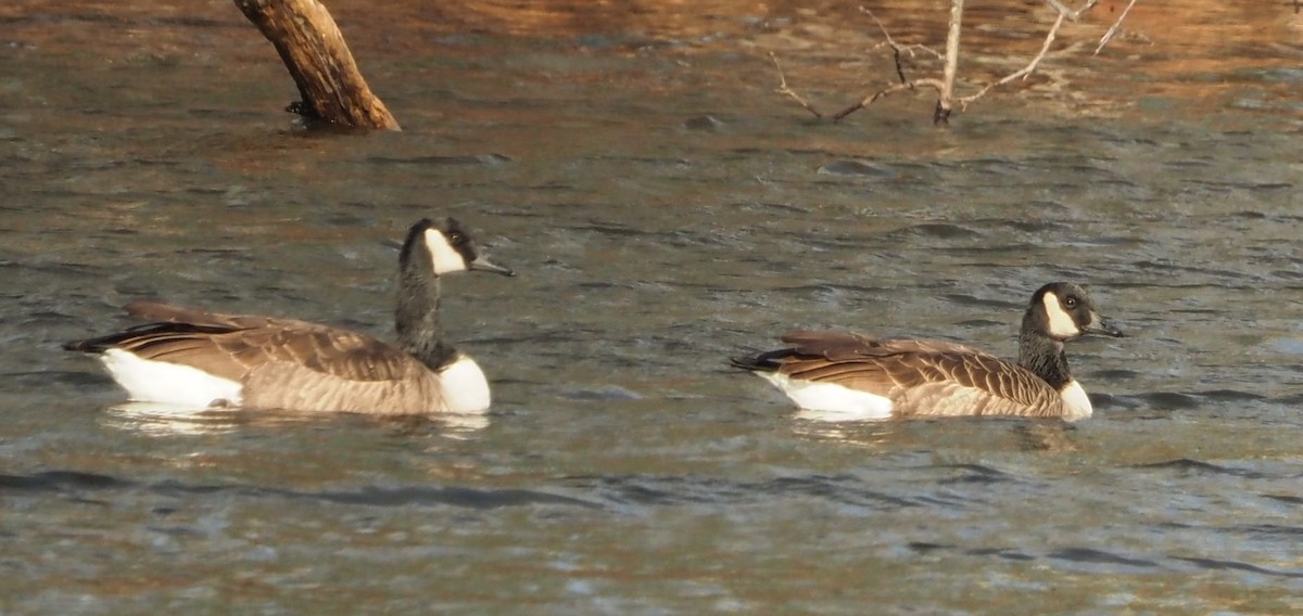 Oca canadese maggiore - ML645948984