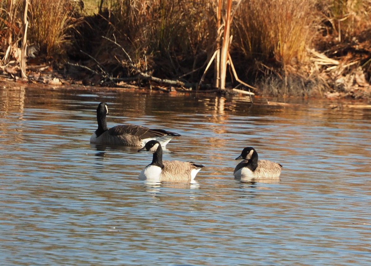 Oca canadese maggiore - ML645948985
