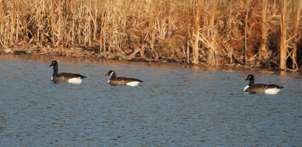 Oca canadese maggiore - ML645948986