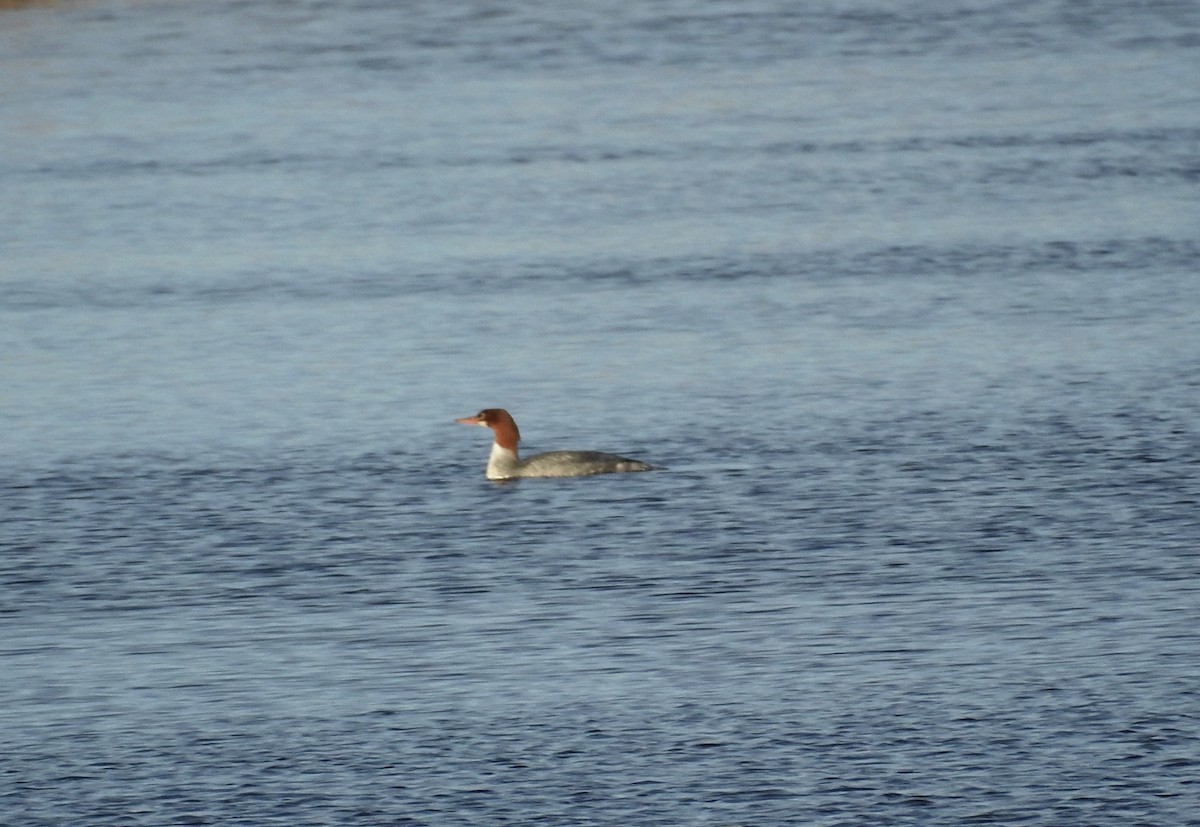 morčák velký - ML645948990