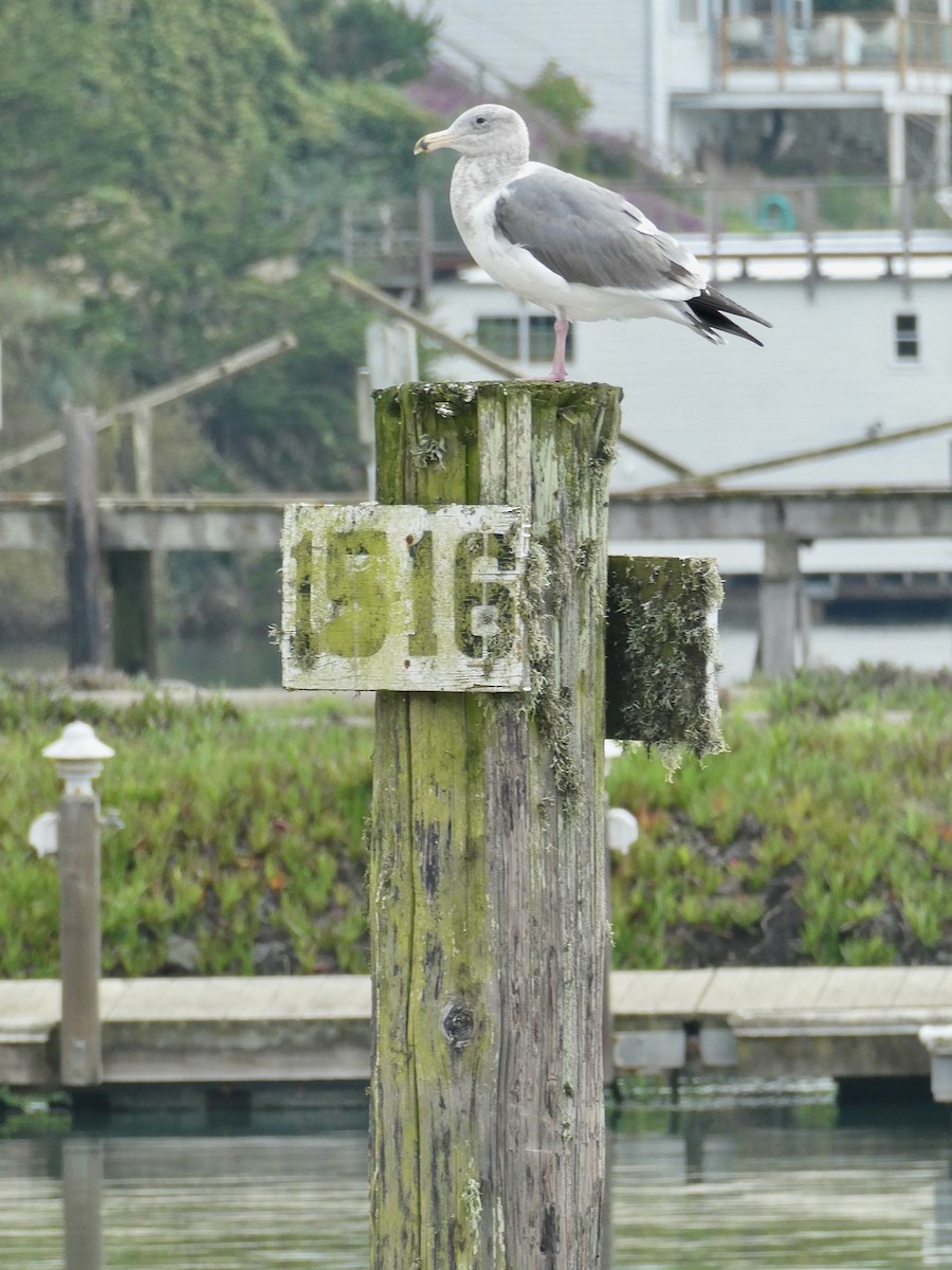 Western x Glaucous-winged Gull (hybrid) - ML645948991