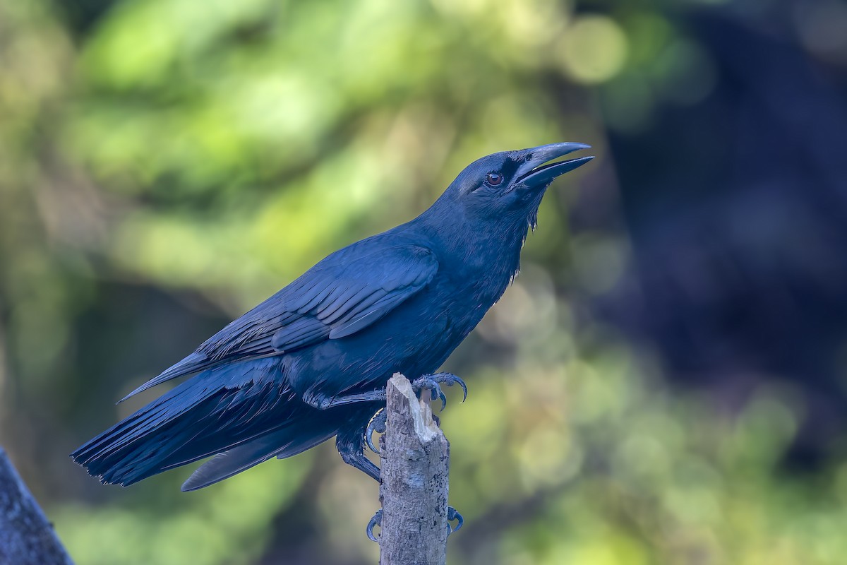 Cuban Crow - ML645948995
