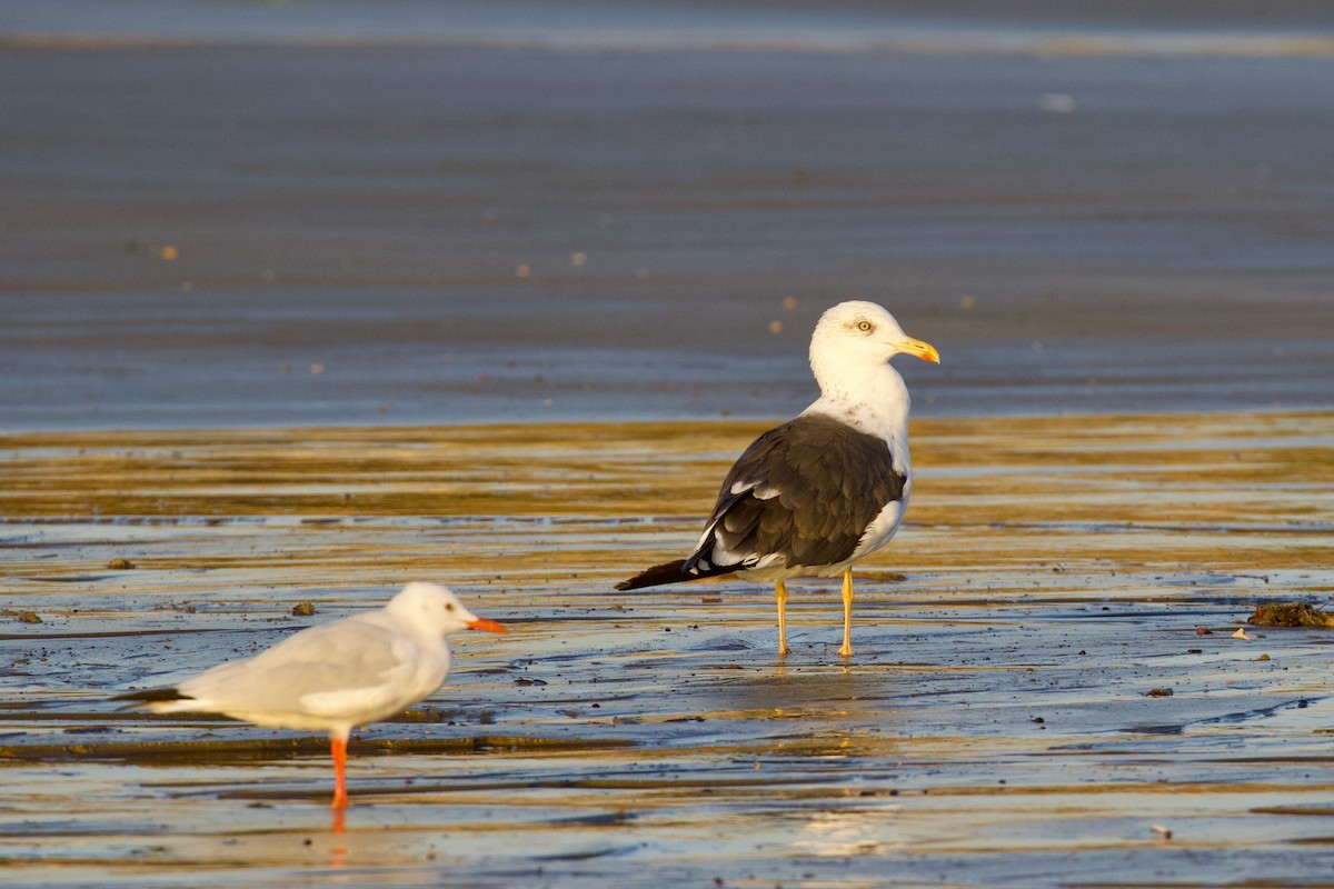 Zafferano (heuglini) - ML645948997