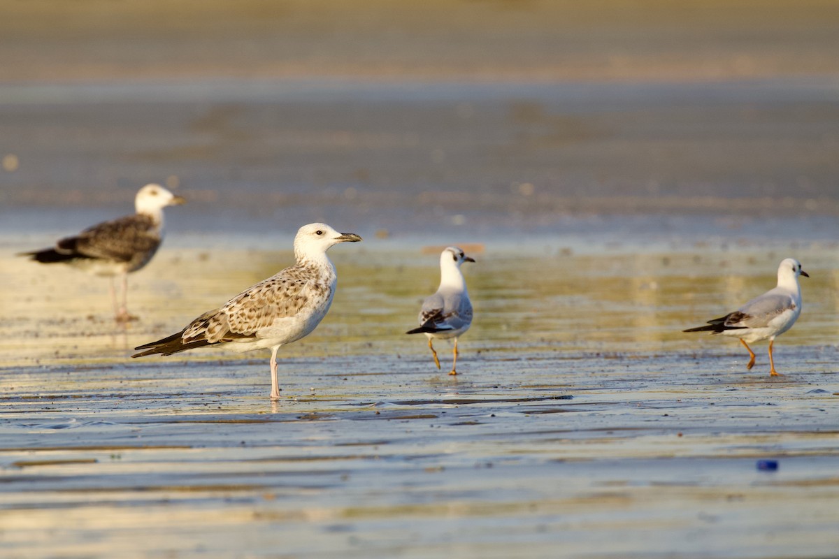 Zafferano (heuglini) - ML645948998