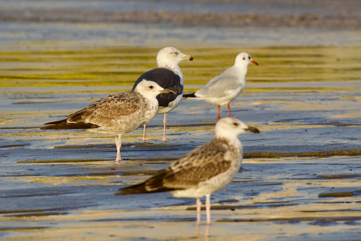 Zafferano (heuglini) - ML645949000