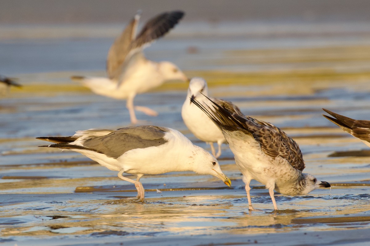 Zafferano (heuglini) - ML645949001