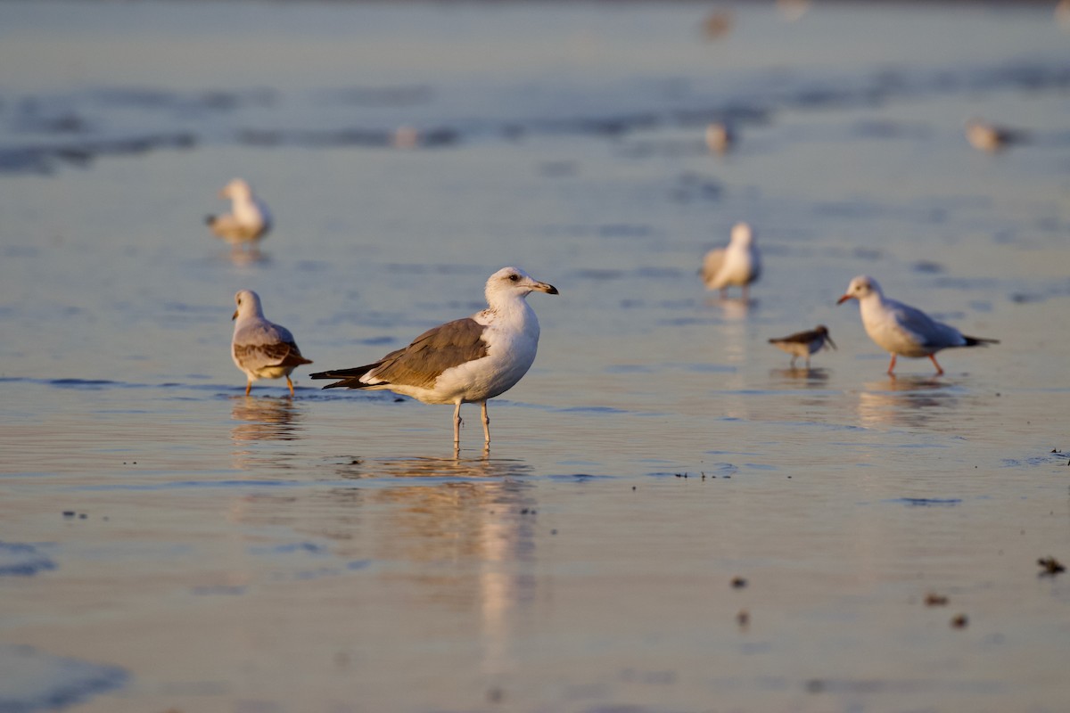 Zafferano (heuglini) - ML645949002