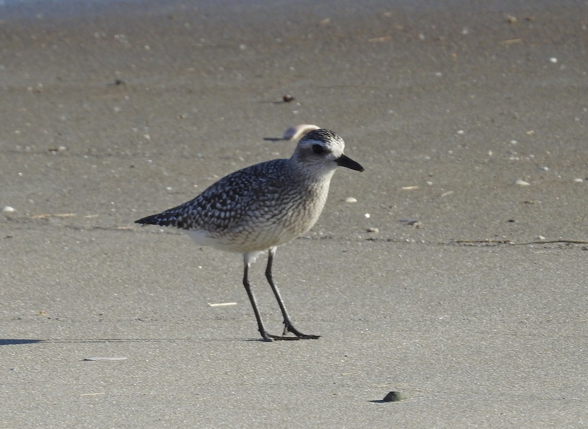 kulík bledý - ML645949003