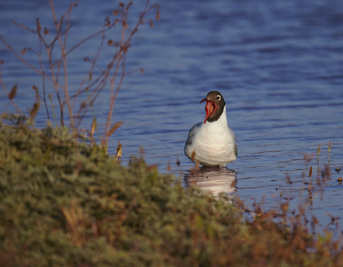Brown-hooded Gull - ML645949009