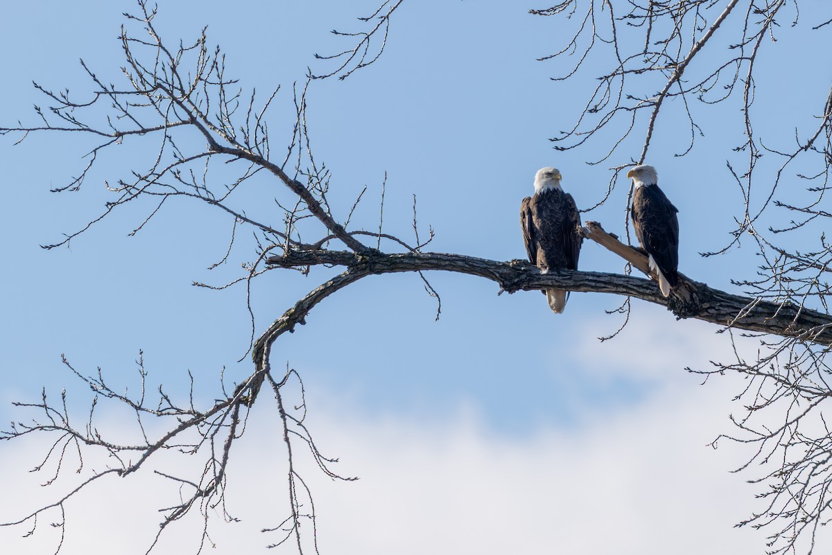 Bald Eagle - ML645949015