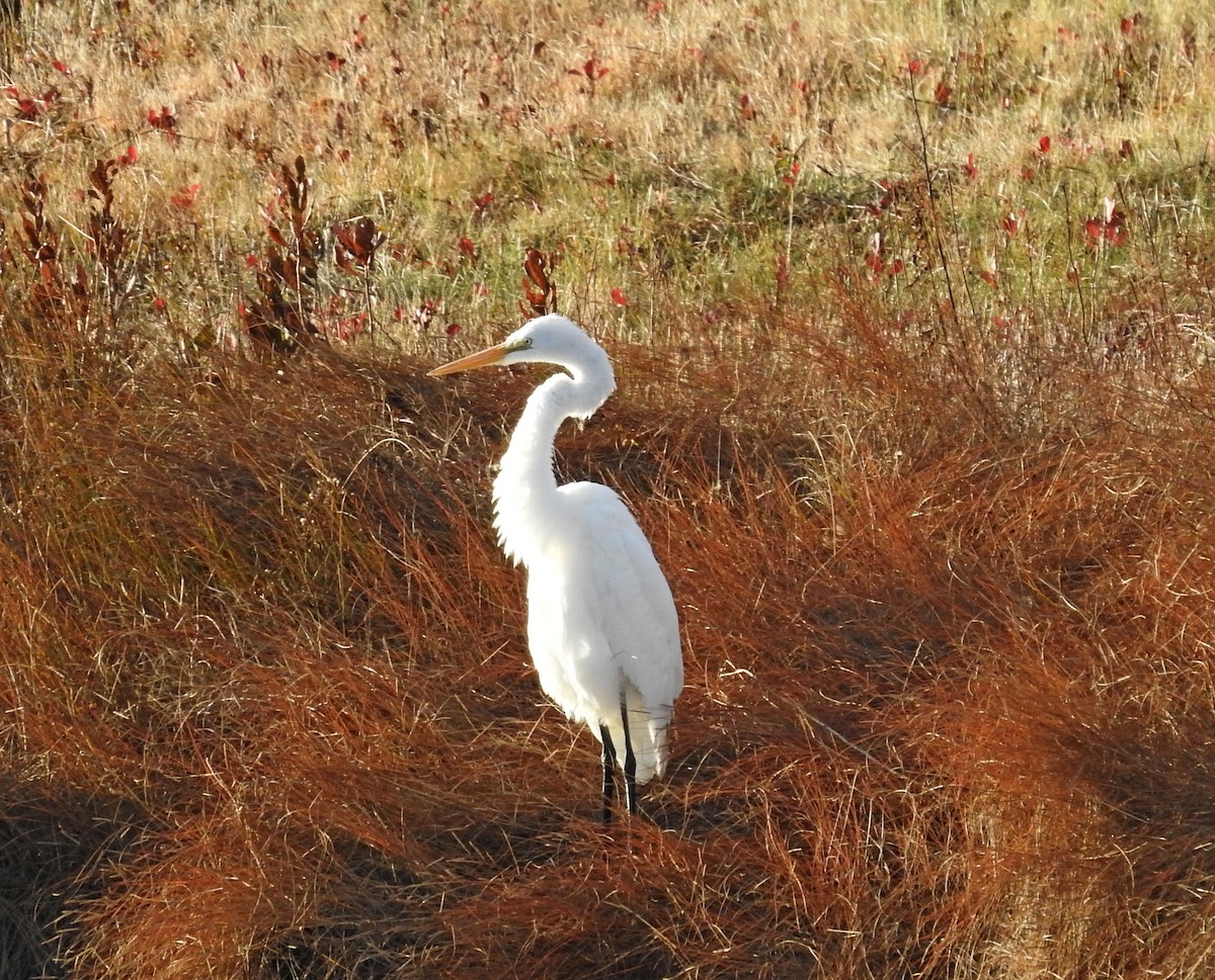 volavka bílá - ML645949020