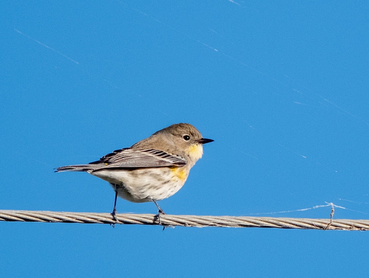 Yellow-rumped Warbler - ML645949027