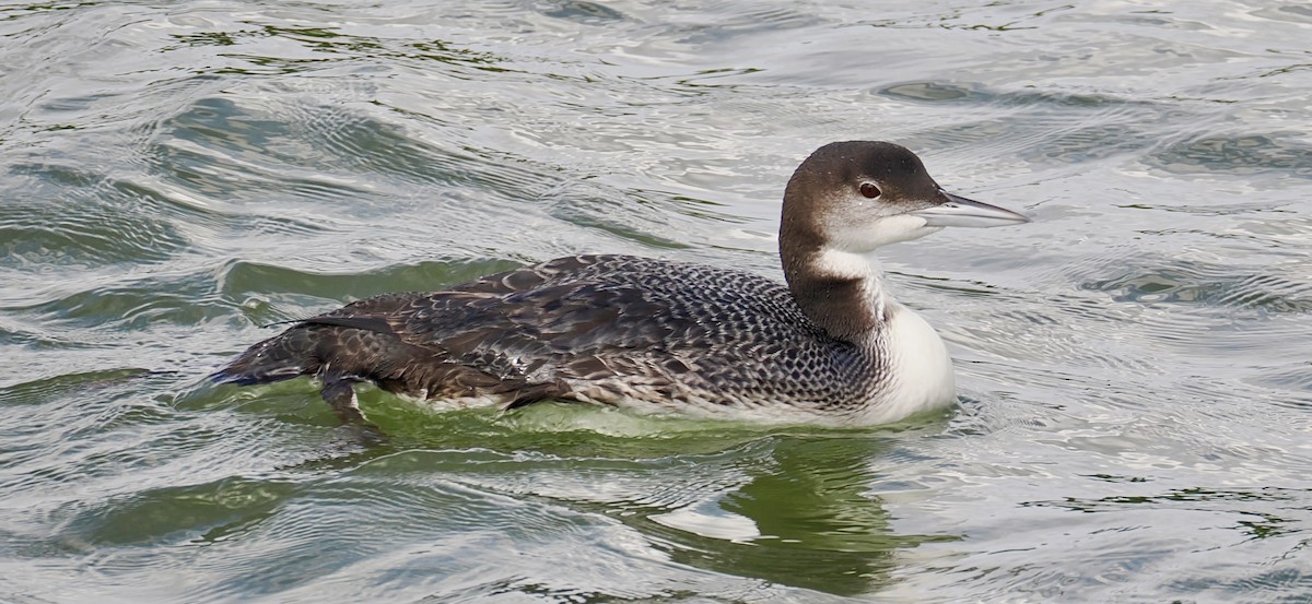 Common Loon - ML645949028