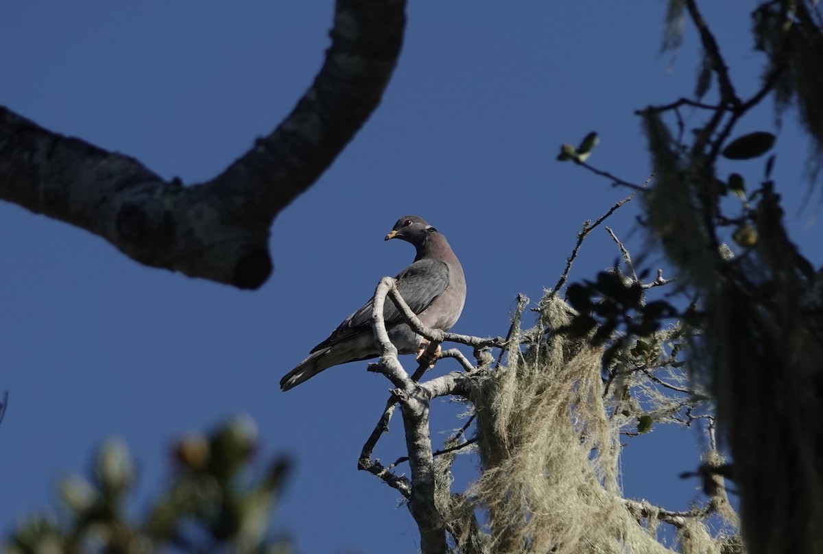 Band-tailed Pigeon - ML645949030