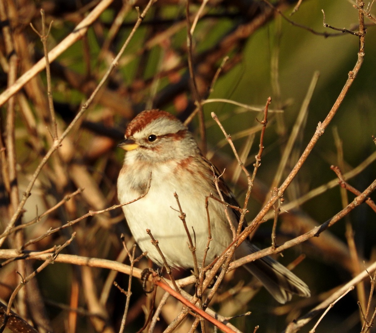 strnádka pokřovní - ML645949031