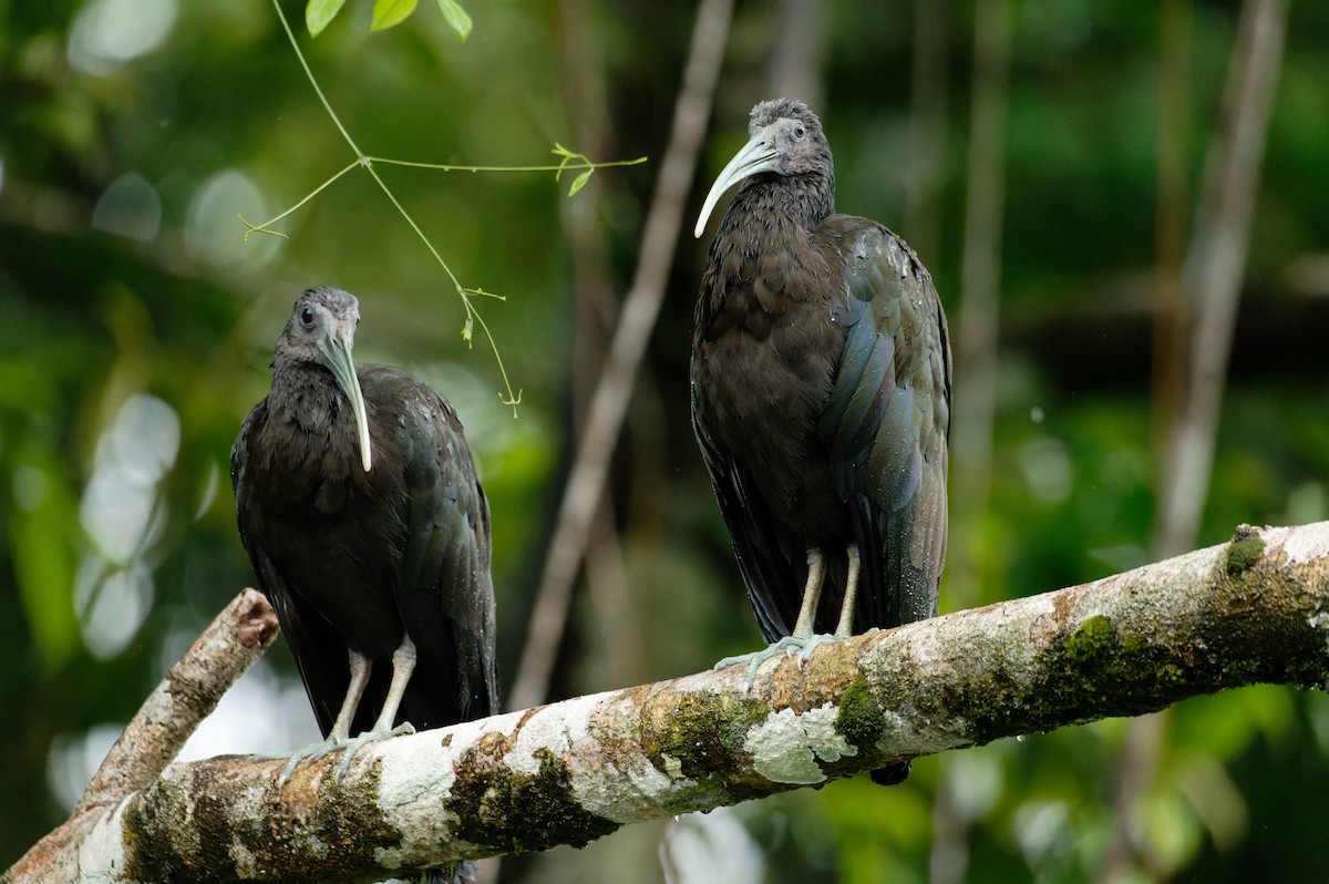 Green Ibis - ML645949051